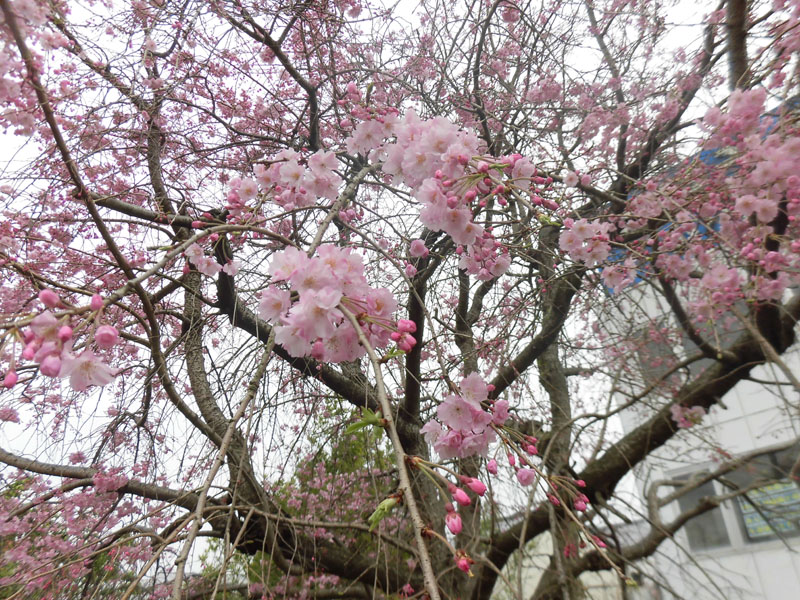 宝井馬琴先生お手植えの桜(4)